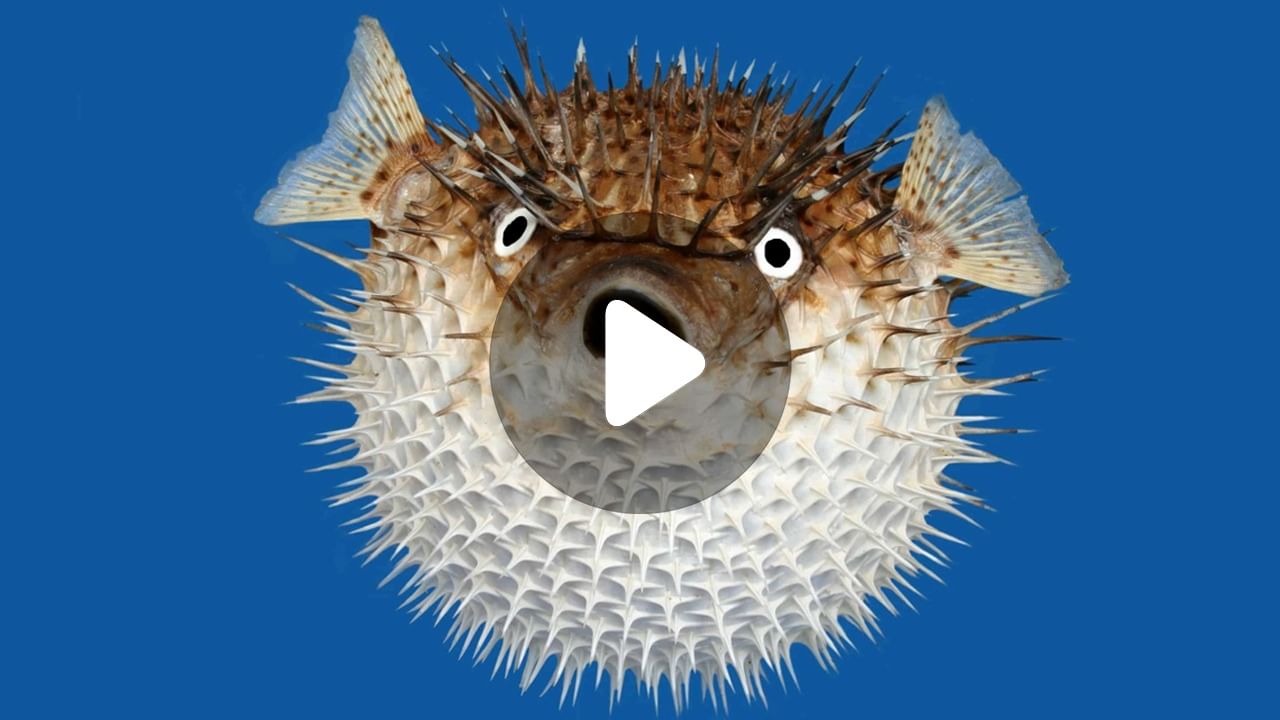 Puffer Fish: সামুদ্রিক মাছ খেয়েই মৃত্যু বৃদ্ধার