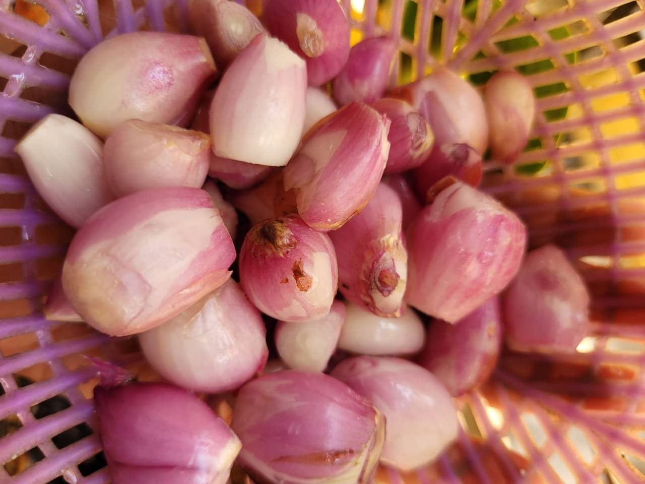 Village Food: বিলুপ্তির পথে এই পেঁয়াজ, রোজ খেলেই কিন্তু দারুণ ম্যাজিক
