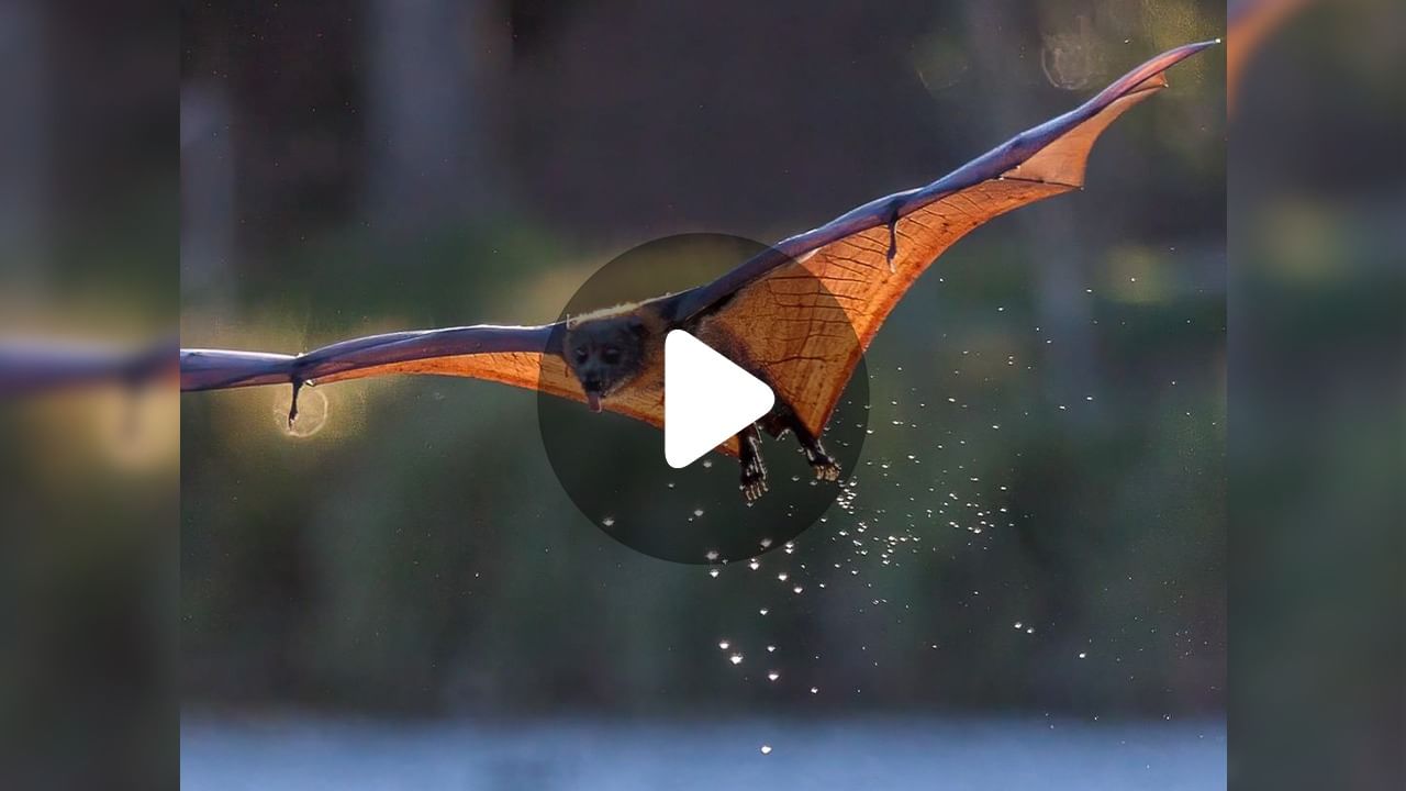 Bats Losing Hearing: বধিরতার কবলে বাদুড়?