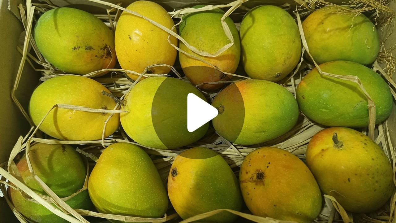 EMI for Mangoes: ইএমআইয়ে পাবেন আলফানসো আম!