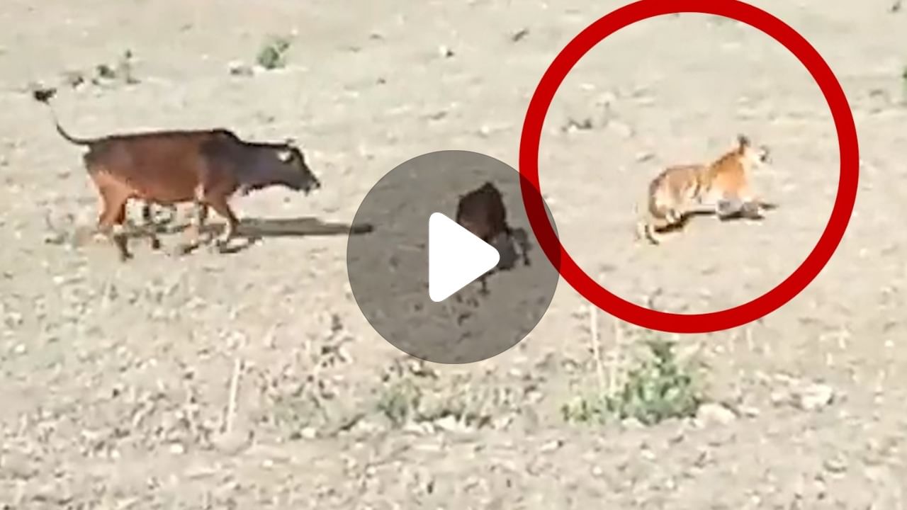 Tiger and Cow Viral: গরুর ভয়ে পালাল বাঘ!