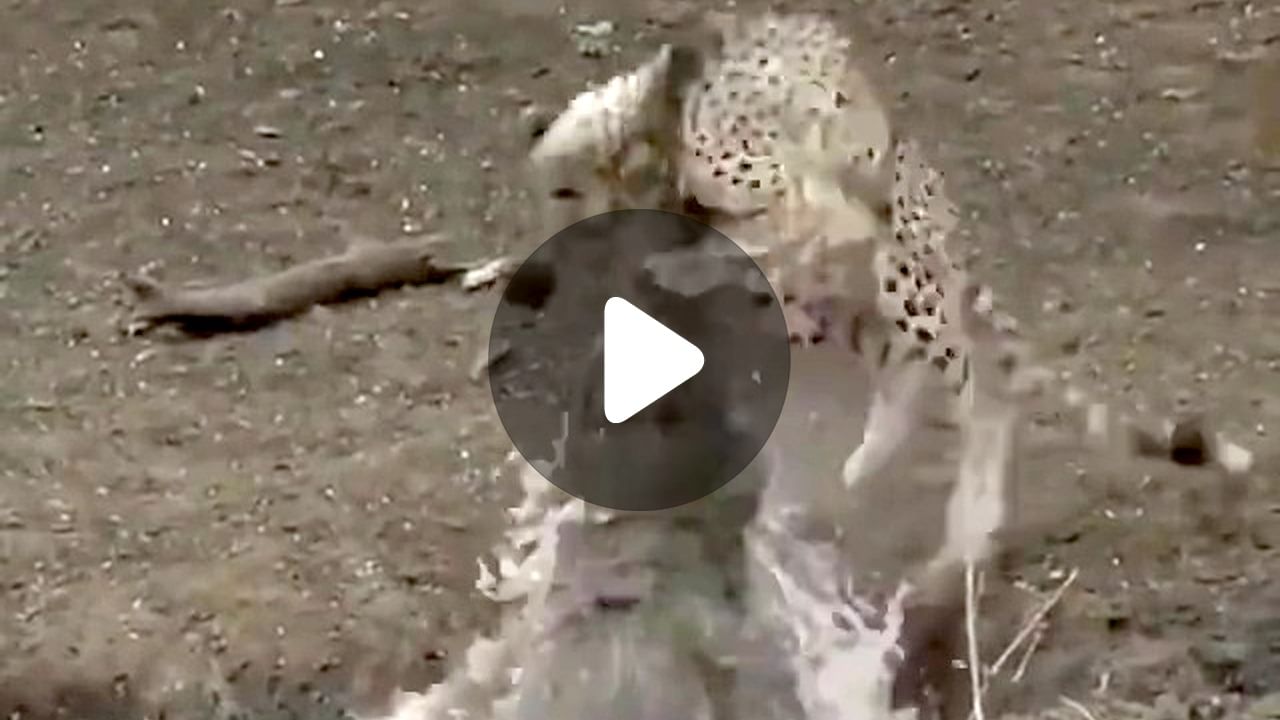 Cheetah Viral Video: চিতাকে খেয়ে নিল কুমির!