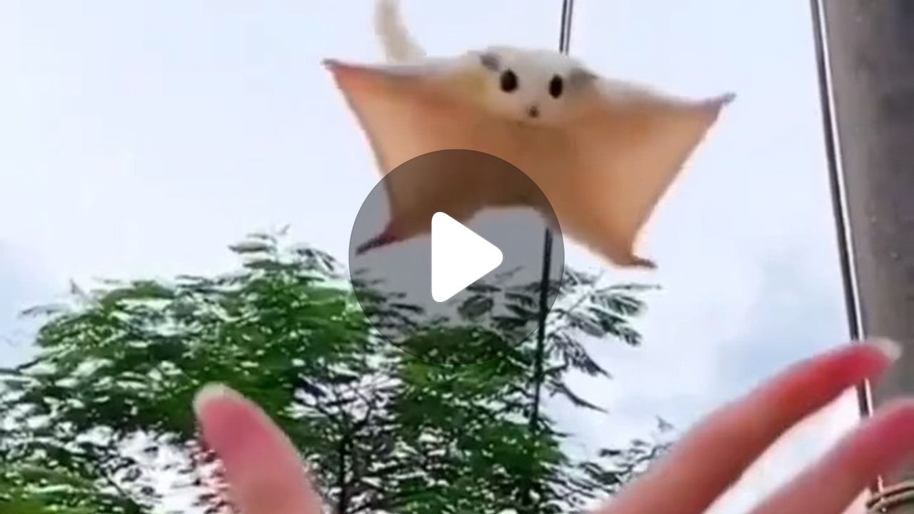 Flying Squirrel Viral Video: ডানা মেলে উড়ছে কাঠবেড়ালি!