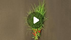 Grass Will Cure Anemia: দূর্বা ঘাসেই সারে অ্যানিমিয়া! Grass Will Cure Anemia: দূর্বা ঘাসেই সারে অ্যানিমিয়া!
