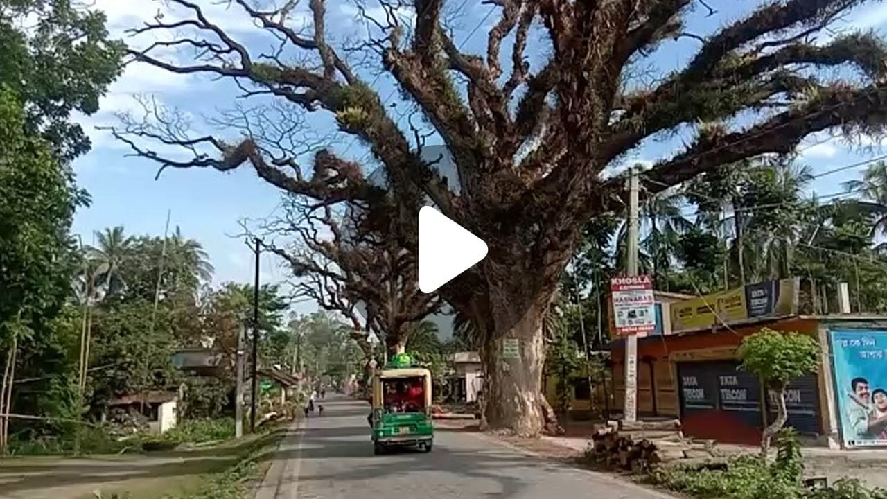 Basirhat News: বসিরহাট সীমান্তে সীমান্তে শিরিষ গাছে বিপদ | Due to some ...