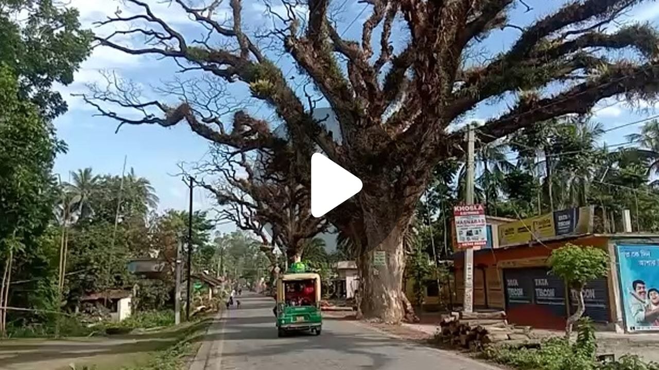 Basirhat News: বসিরহাট সীমান্তে সীমান্তে শিরিষ গাছে বিপদ