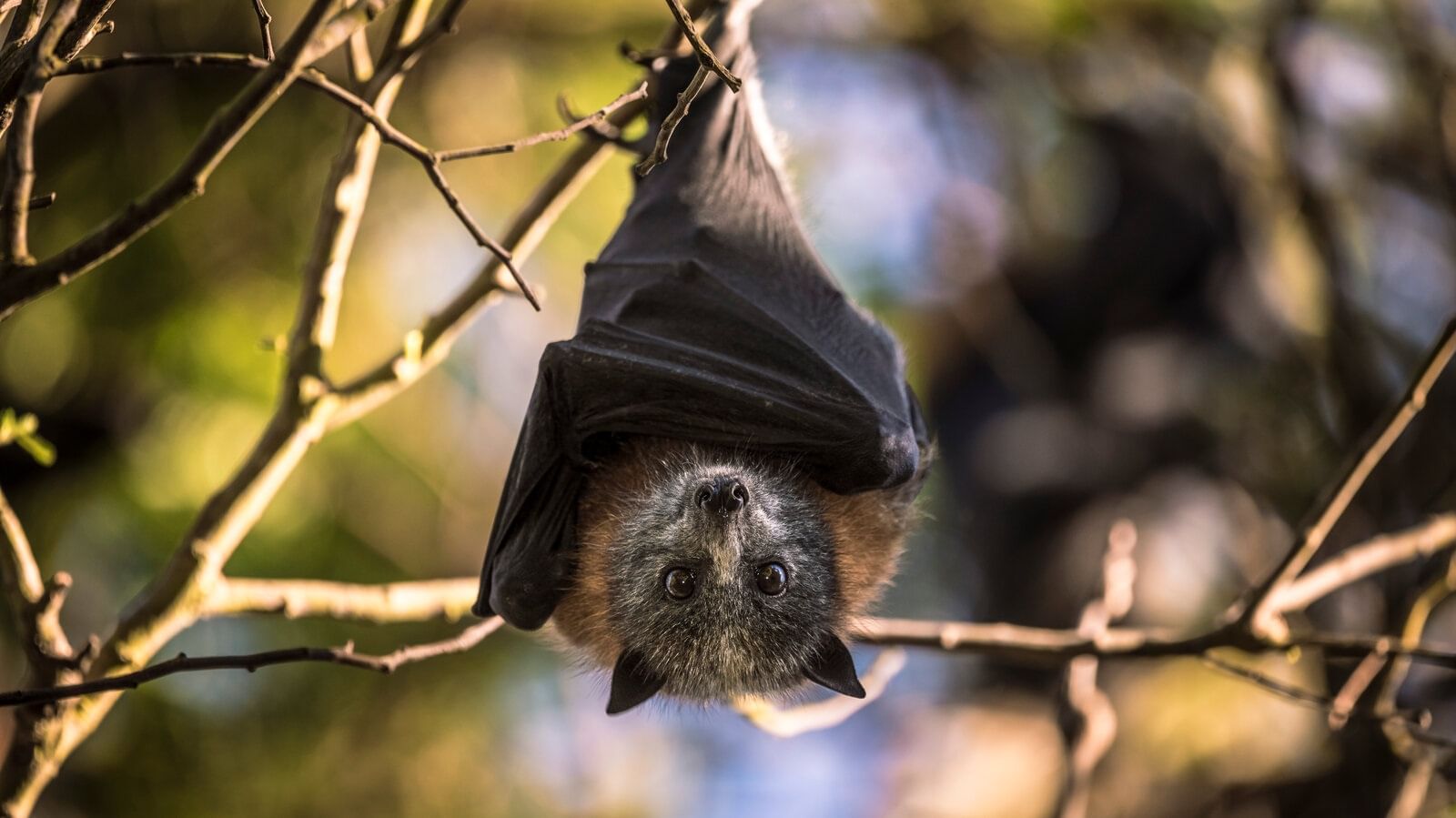 Bats' Hearing Capacity ধীরেধীরে বধির হওয়ার পথে বাদুড়, প্রথমবার এই