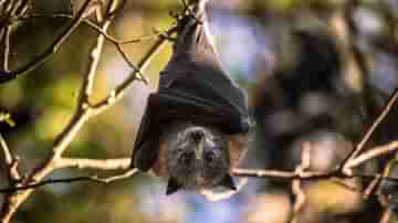 Bats Hearing Capacity: ধীরে-ধীরে বধির হওয়ার পথে বাদুড়, প্রথমবার এই তথ্য দিলেন বিজ্ঞানীরা