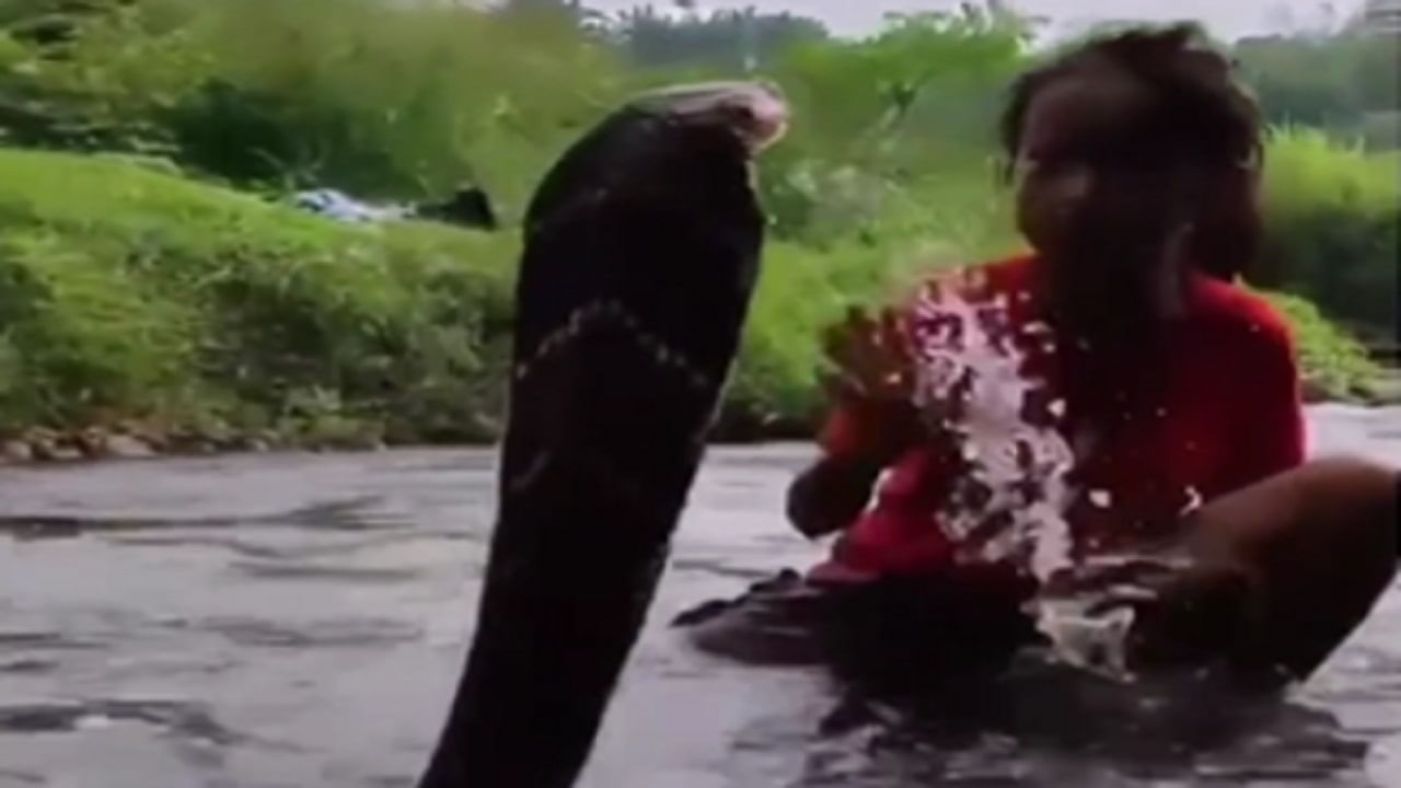 Viral Video: বিষাক্ত কোবরাকে স্নান করাচ্ছে কিশোরী, মন শক্ত থাকলে তবেই দেখুন ভিডিয়ো