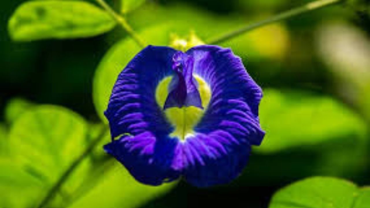 Aparajita Flower: তন্ত্রমতে সবচেয়ে শুদ্ধ ফুল বাড়িতে থাকলেই হবে সুখবৃষ্টি! শরীর-মন ফুরফুরে থাকবে কৃষ্ণকান্তের গুণে Aparajita Flower: তন্ত্রমতে সবচেয়ে শুদ্ধ ফুল বাড়িতে থাকলেই হবে সুখবৃষ্টি! শরীর-মন ফুরফুরে থাকবে কৃষ্ণকান্তের গুণে