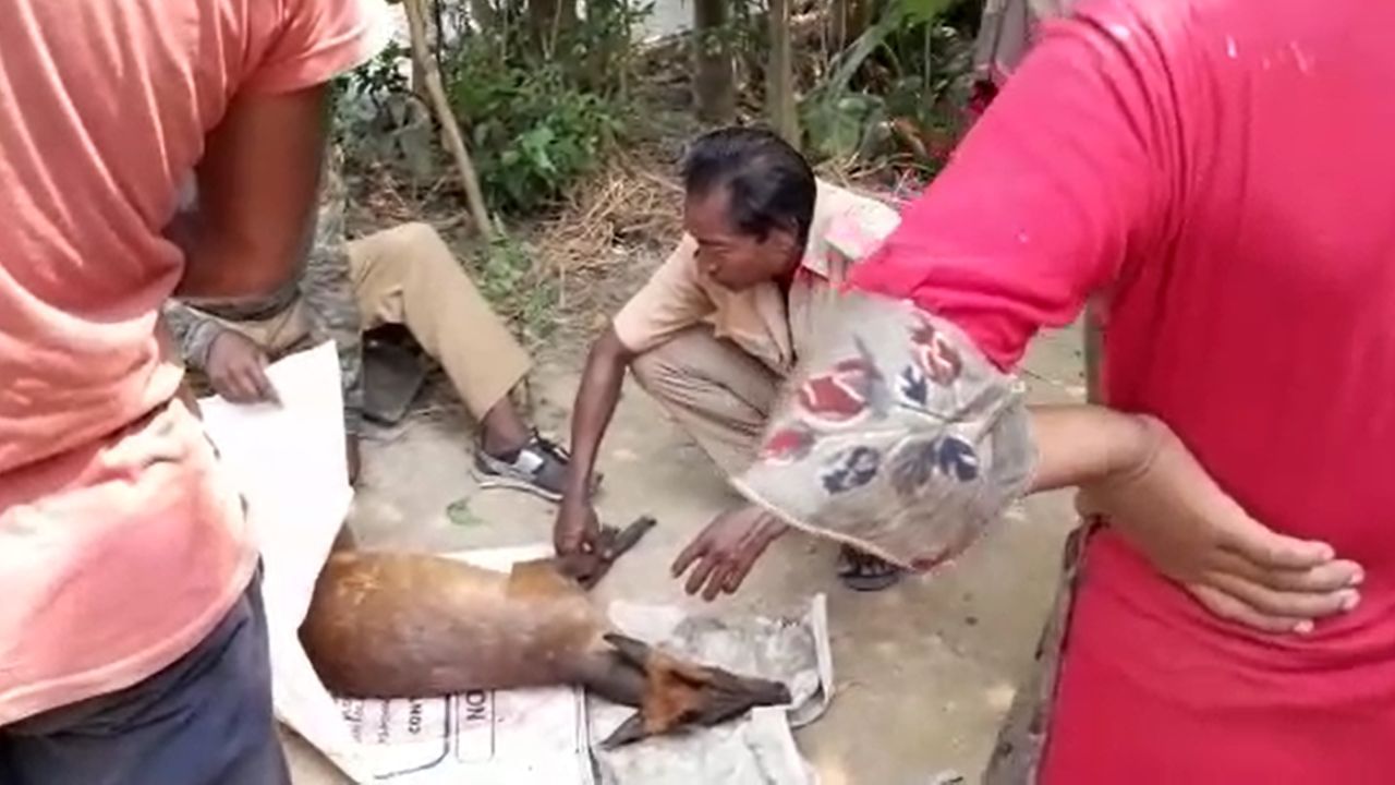 Dog attacks deer: জঙ্গল থেকে লোকালয়ে হরিণ, ঝাঁপিয়ে পড়ল কুকুরের দল