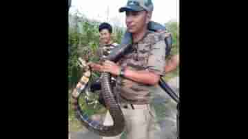 King Cobra: বিশাল কিং কোবরা গলায় জড়িয়ে নিয়ে চলেছেন বনকর্মী, দায়িত্বজ্ঞান নিয়ে উঠছে প্রশ্ন