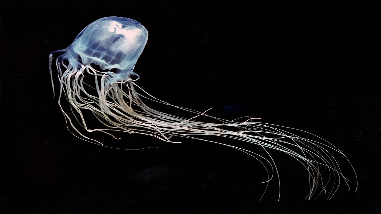 Box Jellyfish Found: 24 চোখে নজরবন্দি শিকার, এক ইঞ্চি লম্বা এই প্রাণীর বিষে হার্ট অ্যাটাক অনিবার্য