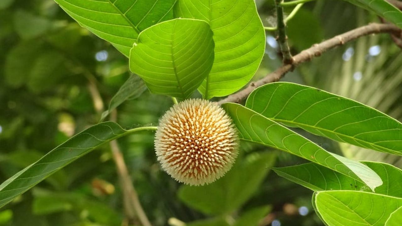 বর্ষার সঙ্গে কদম ফুলের সম্পর্ক নিবিড়। বর্ষার আগমনী বার্তা বা দূত হিসেবে কদম ফুল হল প্রতীক। বর্ণে গন্ধে সেরা এই ফুলের সঙ্গে বাঙালির পরিচয়ও বহু প্রাচীন।