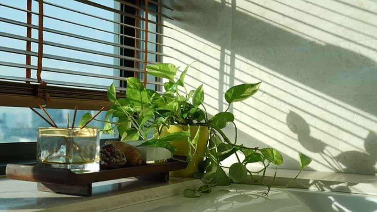 Vastu Tips For Money: চুরি করা মানি প্ল্যান্ট বাড়িতে লাগানো কি শুভ? বাস্তুশাস্ত্র কিন্তু অন্য কথা জানাচ্ছে Vastu Tips For Money: চুরি করা মানি প্ল্যান্ট বাড়িতে লাগানো কি শুভ? বাস্তুশাস্ত্র কিন্তু অন্য কথা জানাচ্ছে
