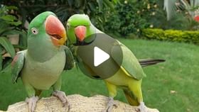 Parrot Unknown Facts: জানেন কি, কথা বলার জন্য টিয়া পাখির ঠোঁটের প্রয়োজনই পড়ে না Parrot Unknown Facts: জানেন কি, কথা বলার জন্য টিয়া পাখির ঠোঁটের প্রয়োজনই পড়ে না