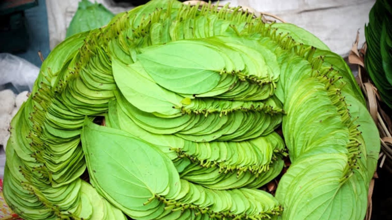 পান পাতা নিবেদন করুন: কোনও কঠিন কাজে ফেঁসে গেলে, মানসিক চাপ বাড়লে বা উদ্বেগ কাটাতে ভগবান হনুমানের কাছে প্রার্থনা করলে দ্রুত ফল পাওয়া যায়। এর জন্য মঙ্গলবার বা হনুমান জয়ন্তীতে বজরঙ্গবলীকে পান অর্পণ করা উচিত। যদি মন্দিরে পুজো করার পরে এটি করা হয়, তবে সেই ব্যক্তি শীঘ্রই হনুমানের আশীর্বাদ লাভ করেন বলে মনে করা হয়।