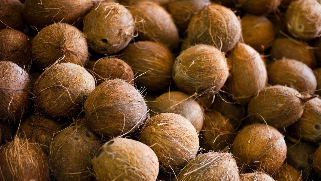 অর্থের অভাবে পরিবারের সদস্যদের মধ্যে দ্বন্দ্বের সৃষ্টি হয়। সামগ্রিকভাবে, একজন ব্যক্তির আর্থিক অবস্থা খারাপ হয়। আপনিও যদি বাস্তু দোষের কারণে সমস্যায় ভুগে থাকেন। এর থেকে মুক্তি পেতে চাইলে নারকেল ব্যবহার করতে পারেন। নারকেল খেলে অর্থনৈতিক সমস্যা দ্রুত দূর হয় দ্রুত। নারকেল দিয়ে কী কী উপায় রয়েছে, তা জেনে নিন...