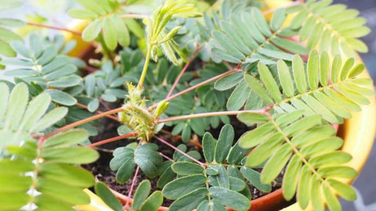 তুলসী যেমন হিন্দুদের কাছে পবিত্র একটি উদ্ভিদ, সেই ভাবে শমী গাছ বা লজ্জাবতী গাছও অত্যন্ত শুভ বলে মনে করা হয়। শমী গাছের বাস্তু যেমন আছে তেমনি রয়েছে ধর্মীয় গুরুত্ব। বাস্তুশাস্ত্রেও শমী গাছের বিশেষ গুরুত্ব বলা হয়েছে। এর মধ্যে শমি গাছ অন্যতম। শমী গাছের সঠিকভাবে পূজা করলে এর গুণের সুফল পাওয়া যায়। 