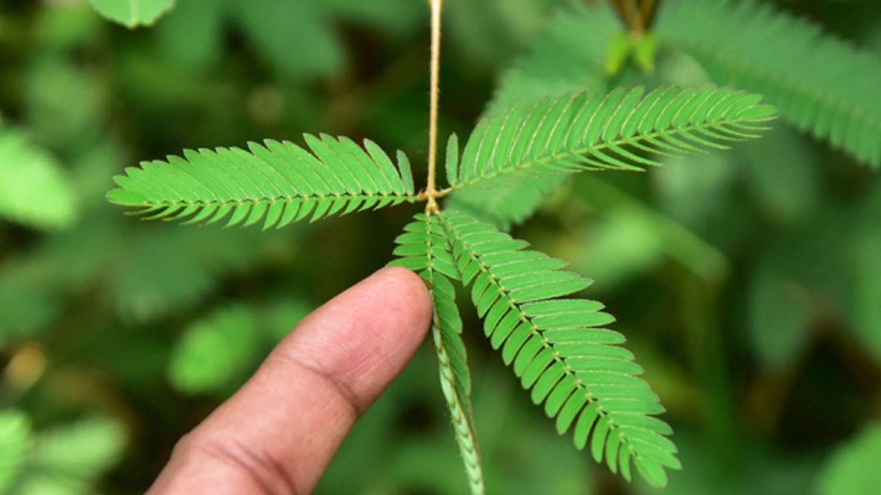 বাস্তুদোষ কাটাতে ঘরে শমি গাছ লাগালে নেতিবাচকতা দূর হয়। ধর্মীয় তাৎপর্য অনুযায়ী এই গাছটি ভগবান শিবের কাছে প্রিয়। এর পাশাপাশি শনি গাছে শনিদেব বাস করেন বলে বিশ্বাস করা হয়।