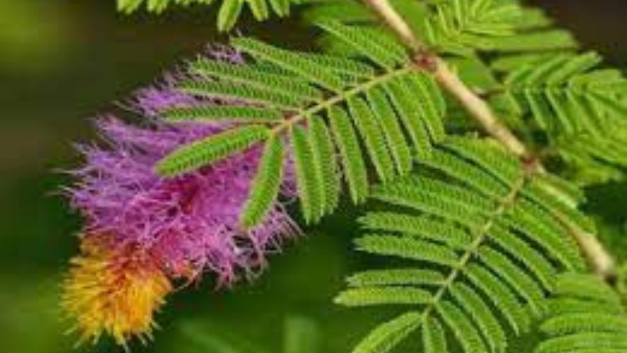 তাহলে ঘরে শমি লাগানোর সঠিক দিক, ঘরে কেমন শমী গাছ লাগানো উচিত নয়, শমি গাছের উপকারিতা কী কী জেনে নিন...