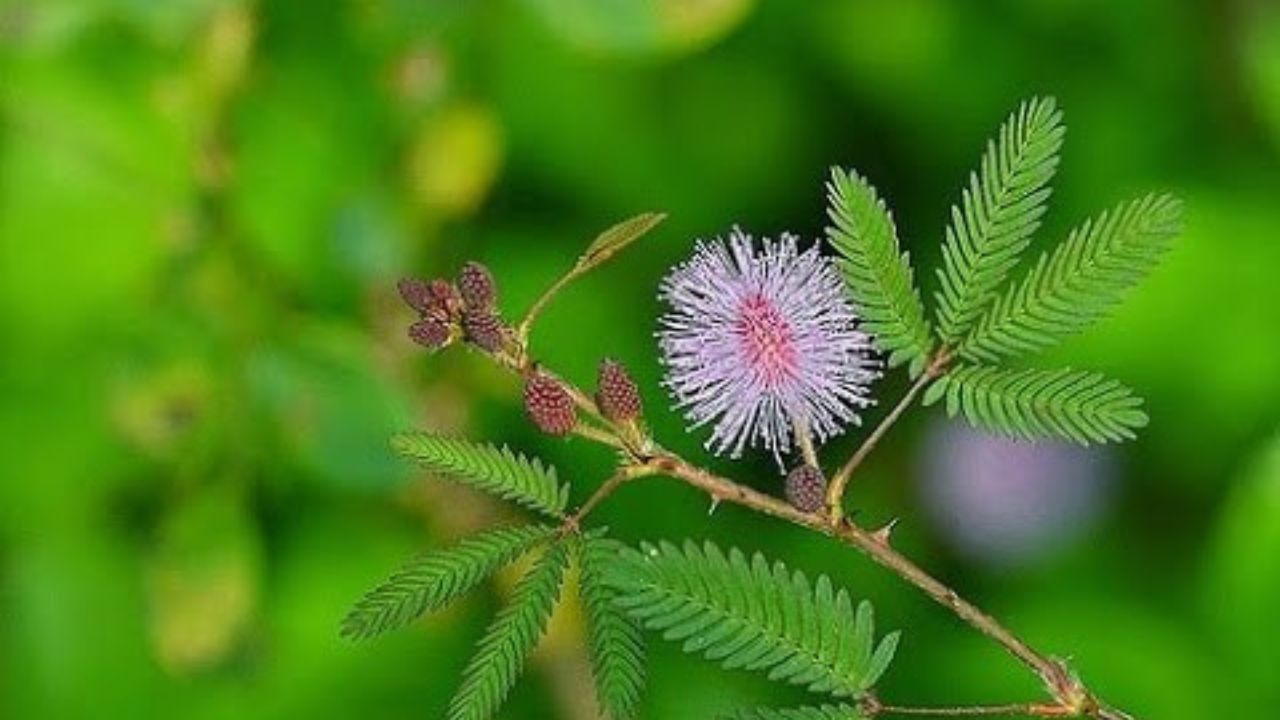 অনেকেই জানেন না যে হিন্দুধর্মে শমী গাছ বিশেষভাবে পুজোয় ব্যবহৃত হয়। শমীর উদ্ভিদ জীবনের ঝামেলা ও কষ্ট থেকে মুক্তি পেতে দারুণ কাজ করে। বিশ্বাস করা হয় যে শিবকে শমী পাতা নিবেদন করলে মোক্ষ লাভ হয়। পাশাপাশি এর পাতাও ভগবান গণেশ ও শনিদেবকে নিবেদন করা হয়।