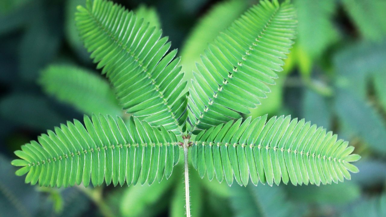 ধর্মীয় দৃষ্টিকোণ থেকে শমীকে শনির উদ্ভিদ বলে বর্ণনা করা হয়েছে। বিশ্বাস করা হয় যে এই গাছ বাড়িতে লাগালে যেমন শনির আশীর্বাদ পান, তেমনই যদি কেউ শনির অর্ধেক ভোগে থাকেন তবে নিয়মিত শমীর পুজো করা উচিত। গণেশজিকে শমী গাছের পাতা অর্পণ করলে শনি দোষের প্রভাব কমে যায়।