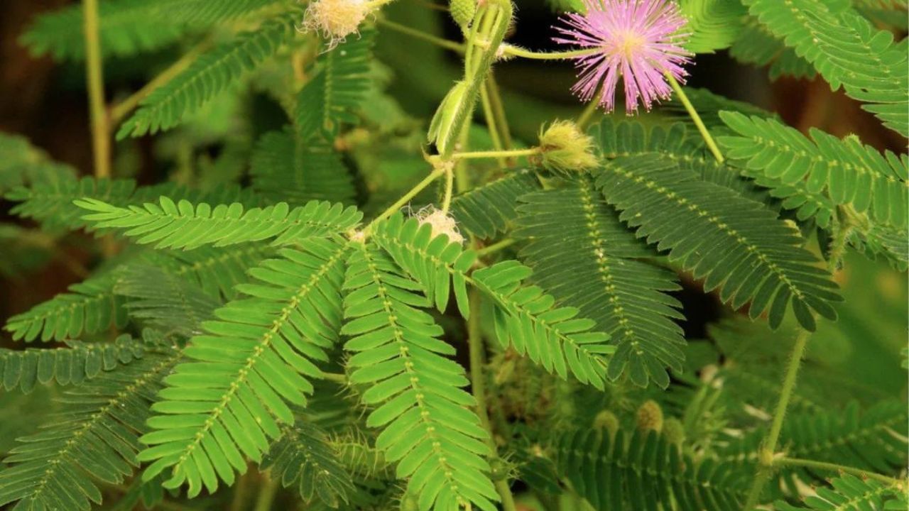  সব গাছ ও উদ্ভিদের ও একটি স্বতন্ত্র ব্যক্তিত্ব রয়েছে। আকৃতি, রঙ, গন্ধ, ফল ও ফুল সব কিছুর সঙ্গেই গ্রহ-নক্ষত্রের বিভিন্ন কারণে যোগ রয়েছে। কারণ হিন্দুদের কাছে উদ্ভিদগুলি পবিত্রও বটে। 