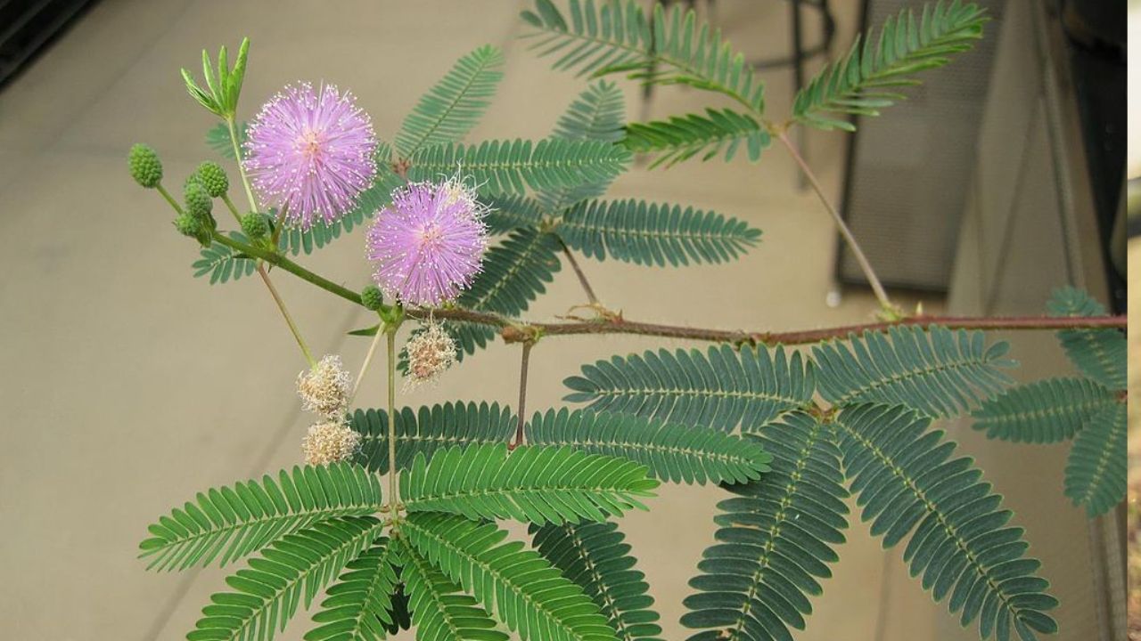 এই পবিত্র ও গুরুত্বপূর্ণ গাছ লাগালে চাকরি ও ব্যবসায় উন্নতি হয়। মনে রাখবেন, শমী গাছের আশেপাশে যেন কোনও নোংরা না থাকে। জুতো-চপ্পলও পাশাপাশি থাকা উচিত নয়।