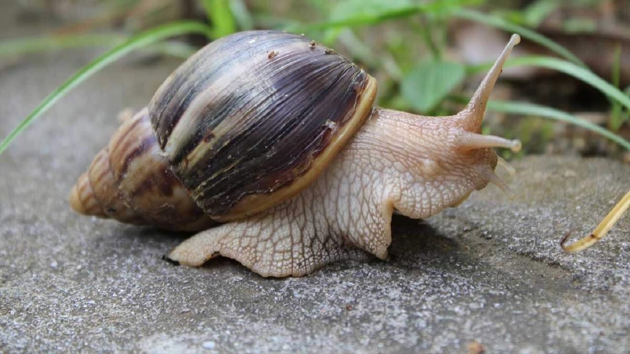 snails