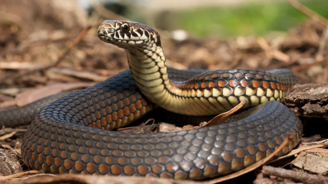 Snake in Power Station: এবার নাগপাশে বন্দি বিদ্যুৎ দফতর, কী হল আবার?