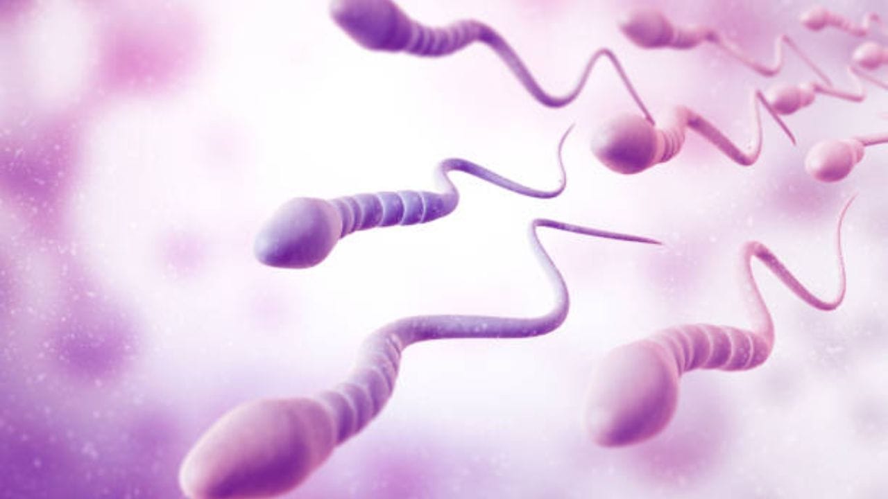 এখন বেশিরভাগ দম্পতিরাই ইনফার্লিটির সমস্যার সম্মুখীন হন। ৪০-৫০ শতাংশ ক্ষেত্রে পুরুষদের মধ্যে বেশি সমস্যা দেখা দেয়। শুক্রাণুর সংখ্যা ও গুণগত মান পুরুষদের মধ্যে বন্ধ্যাত্বের কারণ। তবে, লাইফস্টাইলে পরিবর্তন আনলে আপনি এই সমস্যাও সহজেই দূর করতে পারবেন।