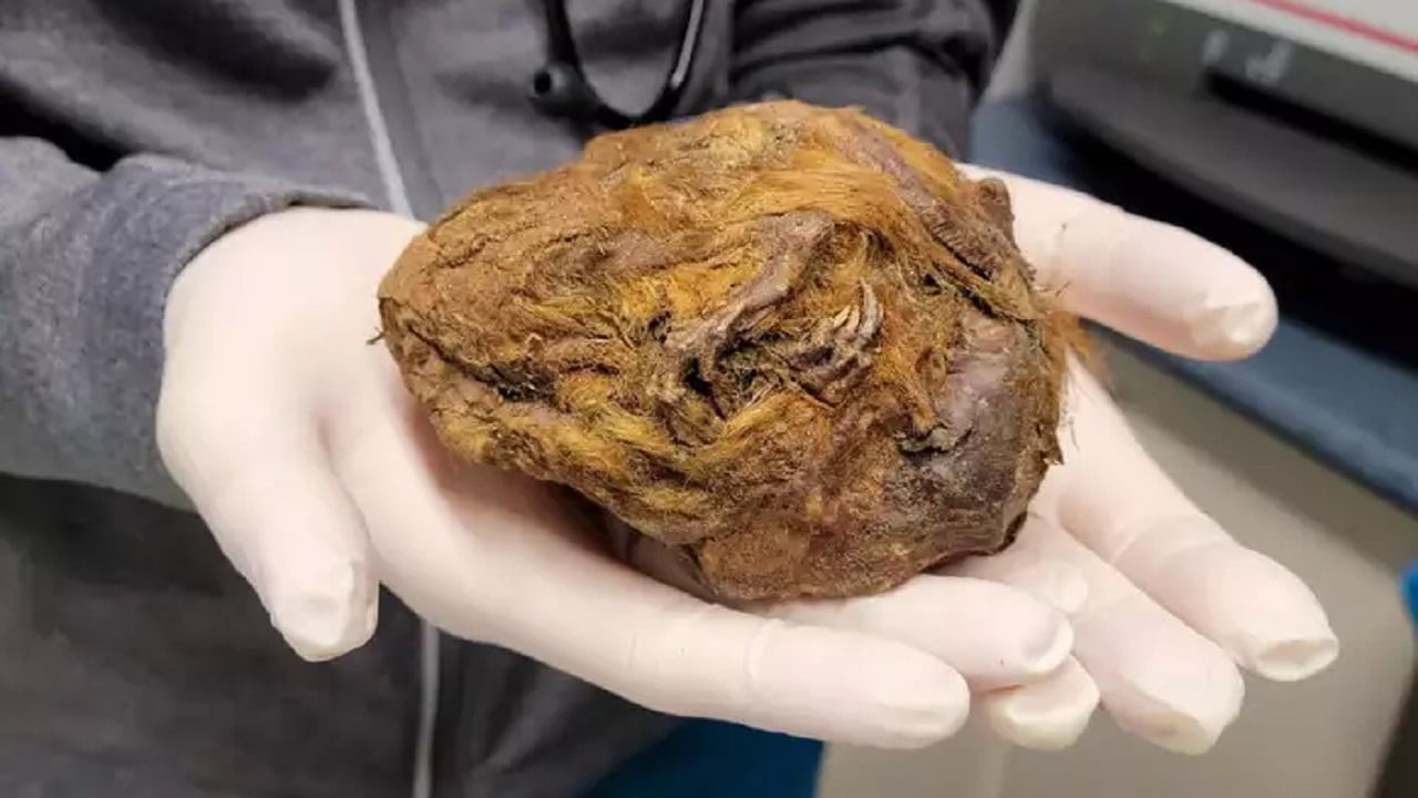 Mummified Squirrel: একটি পশমের বল! বিজ্ঞানীরা বলছেন 30,000 বছর আগের মৃত কাঠবিড়ালি