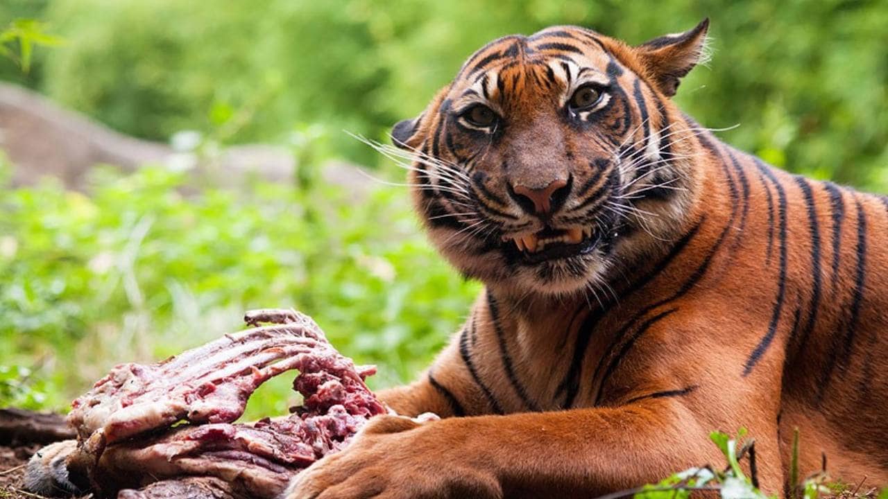 El Chapos Sons: শত্রুদের বাঘের খাবার বানাতেন কুখ্যাত মাদক মাফিয়ার ছেলেরা