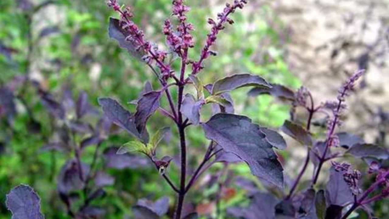 Remedies of Tulsi: তুলসীরও রয়েছে প্রকারভেদ! কোন পাতার গুণে কী প্রতিকার তা সকলের জানা উচিত Remedies of Tulsi: তুলসীরও রয়েছে প্রকারভেদ! কোন পাতার গুণে কী প্রতিকার তা সকলের জানা উচিত
