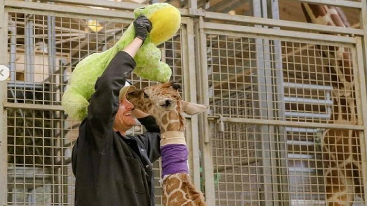 Viral Video: জিরাফ শাবককে দুধ খাওয়ানো সহজ নয়, জেদ আপনার বাড়ির বাচ্চার মতোই!