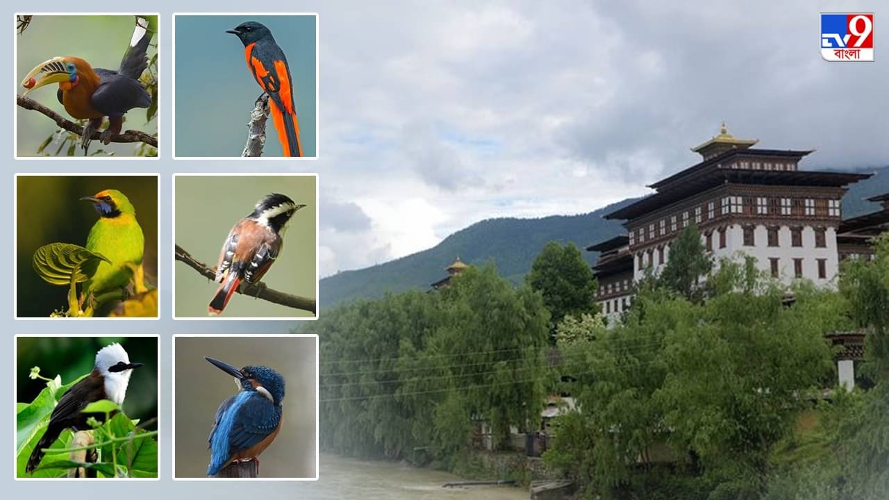 Alipurduar: ভুটান পাহাড়ের রংবদল এবার দেখুন এই বাংলায় বসেই, জুনে পাড়ি দিন পাখিদের স্বর্গরাজ্যে