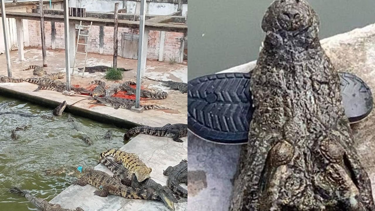Cambodia একসঙ্গে ঝাঁপিয়ে পড়ল ৪০টি কুমির, জীবন্ত চিবিয়ে খেল মালিককেই
