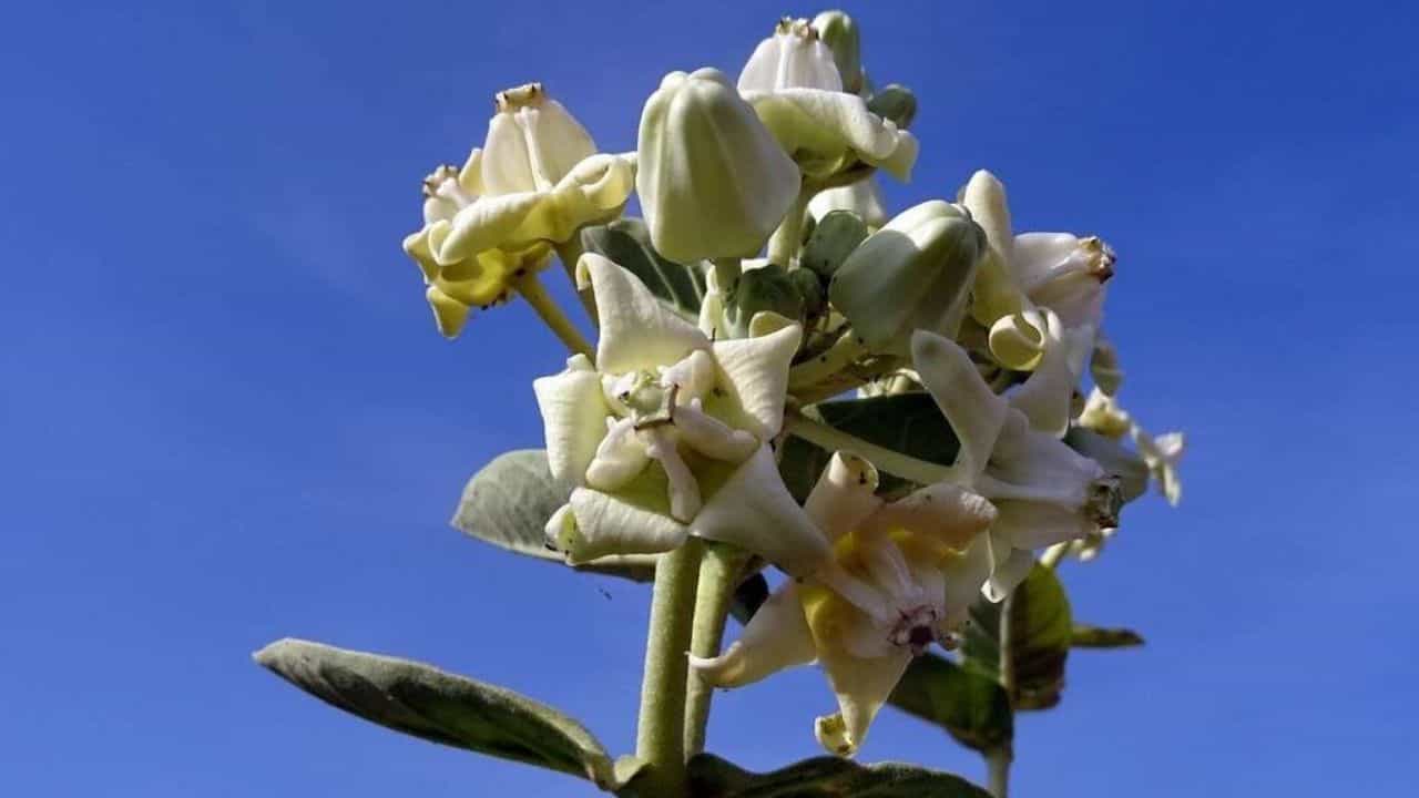 Benefits of Aak Tree: বিষগাছ হলেও রয়েছে অলৌকিক ক্ষমতা! শিবের দয়ায় টাকাপয়সায় উপচে পড়বে আপনার ব্যাঙ্ক অ্যাকাউন্ট Benefits of Aak Tree: বিষগাছ হলেও রয়েছে অলৌকিক ক্ষমতা! শিবের দয়ায় টাকাপয়সায় উপচে পড়বে আপনার ব্যাঙ্ক অ্যাকাউন্ট