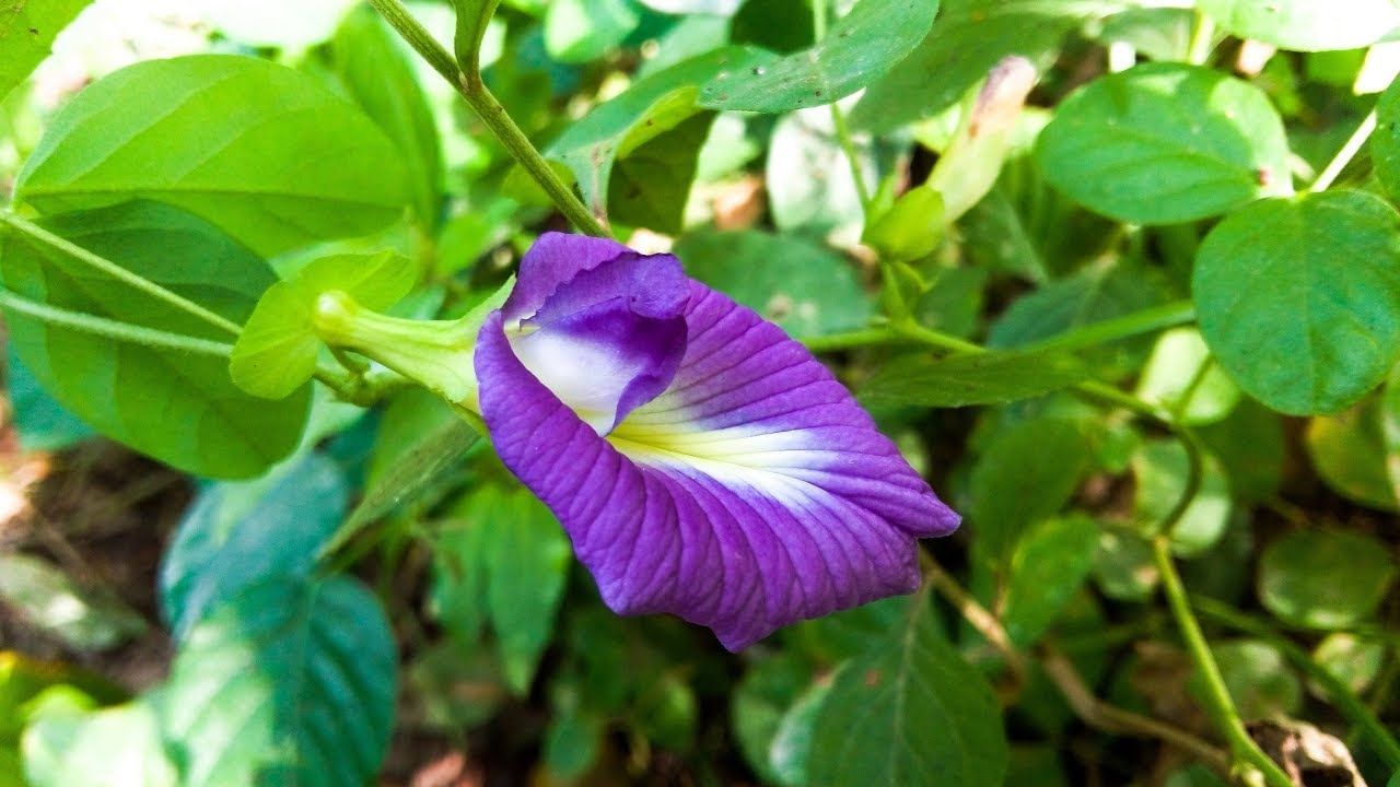 যদি ব্যবসা সংক্রান্ত কোনও সমস্যায় পড়েন তাহলে পাঁচ টুকরো ফটকিরি ও ছয়টি নীল অপরাজিতা ফুল একসঙ্গে বেঁধে কোমরের মধ্যে আটকে রাখুন। নবমীর দিন দেবী দুর্গাকে এই সমস্ত জিনিস নিবেদন করুন। প্রবাহিত জলে নীল ফুল রাখুন। ফটকিরির টুকরোগুলি সাবধানে নিজের কাছে রেখে দিন, সাফল্য আসবেই।