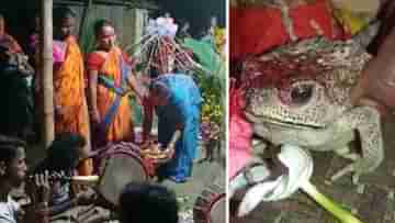 Frog Wedding: ছাদনাতলায় ব্যাঙ বর-কনে; বাজছে সানাই, ওদিকে আবার পাত পেড়ে ভোজেরও আয়োজন