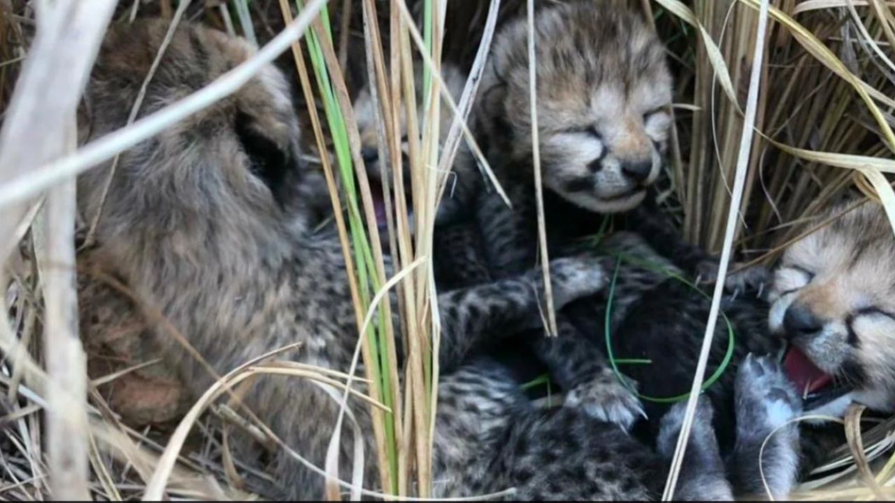 Cheetah died: তিনদিনে ৩টি, আরও ২ চিতাশাবকের মৃত্যু কুনো জাতীয় উদ্যানে