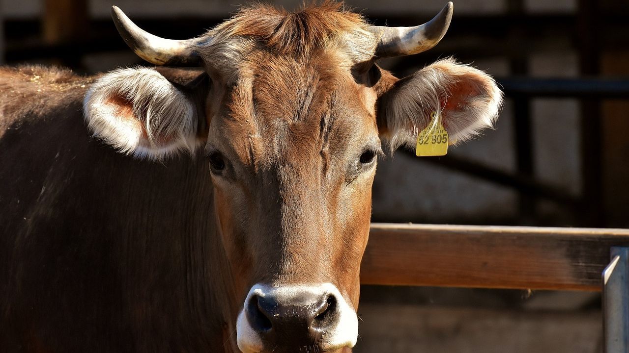 Cow Attack: নতুন মালিকের হাতে তুলে দেওয়ার সময় আচমকা রুদ্রমূর্তি গরুর, গৃহকর্তার ছেলেকে গুঁতিয়ে যাচ্ছেতাই কাণ্ড