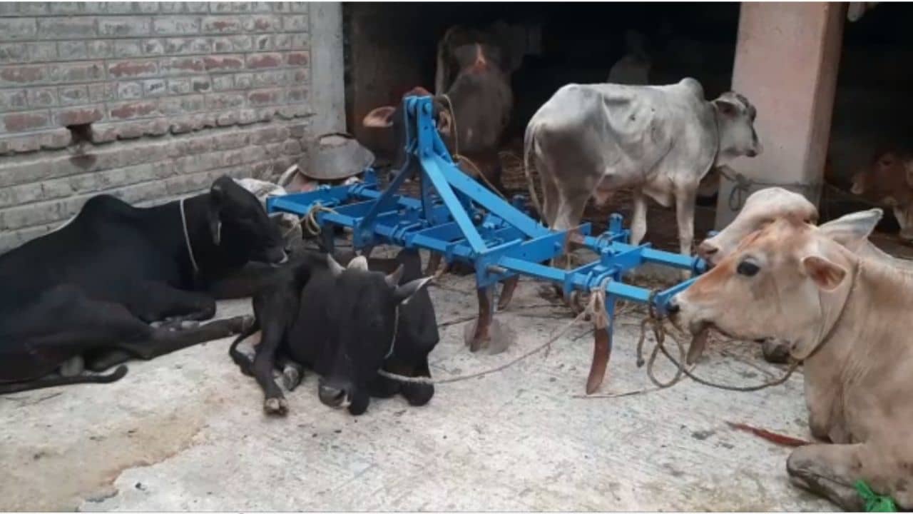 Cow Smuggling: অনুব্রতর গড়ে অবাধে ‘গরু পাচার’, উদ্ধার ১৮টি গরু, গ্রেফতার ৮