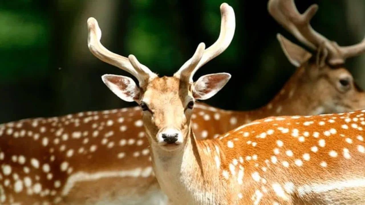 Newtown Deer Park: হরিণের কামড়ে রক্তারক্তি কাণ্ড নিউটাউনের ডিয়ার পার্কে