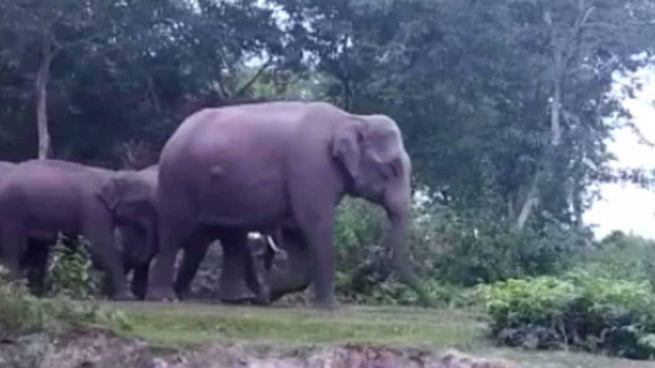 Elephant Attack: বাঘের হামলা থেকে প্রাণ বাঁচাতে ছেড়েছিলেন সুন্দরবন, শেষে হাতির হানায় মৃত্যু সন্ধ্যা দেবীর