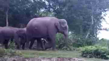 Elephant Attack: বাঘের হামলা থেকে প্রাণ বাঁচাতে ছেড়েছিলেন সুন্দরবন, শেষে হাতির হানায় মৃত্যু সন্ধ্যা দেবীর