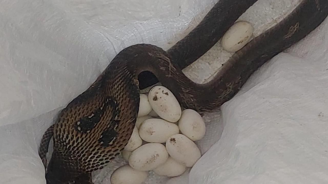 King Cobra: ফোঁস ফোঁস শব্দ ঘুরে তাকাতেই চক্ষু-চড়কগাছ, ১৮টি ডিম নিয়ে ইঁদুরের গর্তে আস্ত বিষধর