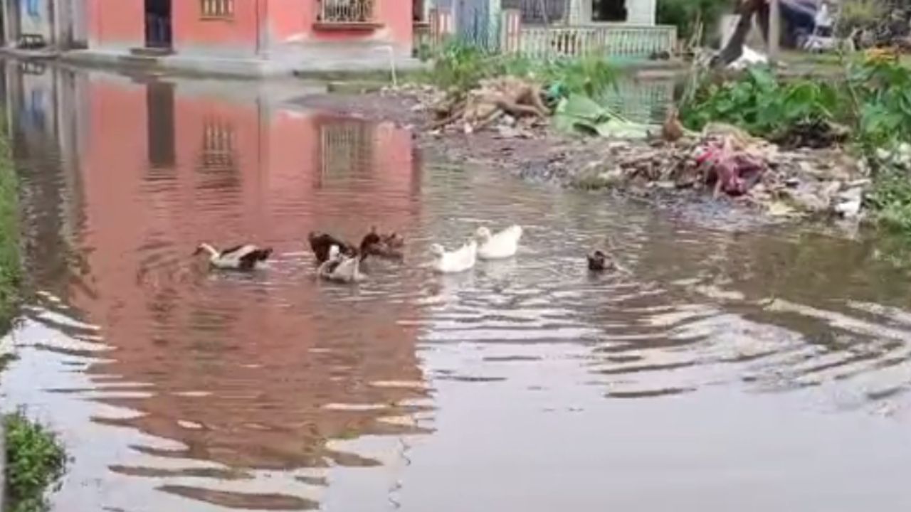 Konnagar: কোন্নগরের পাকা রাস্তায় চড়ে বেড়াচ্ছে হাঁস!