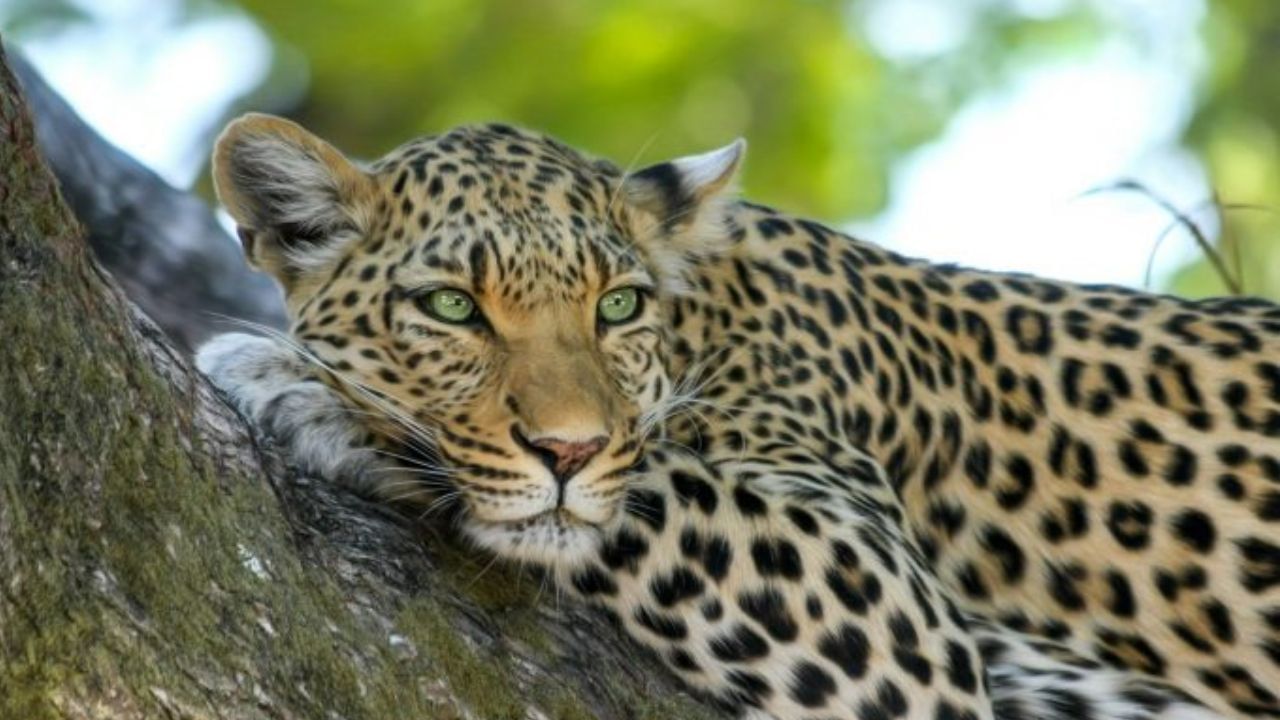 Leopard death: লাঠি দিয়ে পিটিয়ে, পাথর ছুড়ে ক্ষতবিক্ষত করে হত্যা চিতাবাঘকে